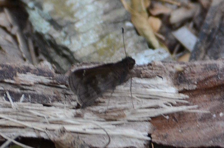 071 2012-12311808b Sabal Palm Sanctuary, TX.JPG - Fawn-spotted Skipper (Cymaenes odilia) Butterfly. Sabal Palm Sanctuary, TX, 12-31-2012